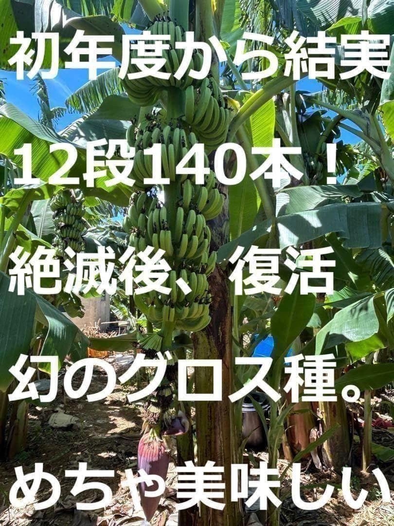 大苗150cm◆甘蜜＝グロスミッチェル、バナナ苗◆初年度から100本結実。鉢OK Amazon｜大苗100㎝ひたすら甘い=グロスミッチェル、バナナ苗蜜味。栽培
